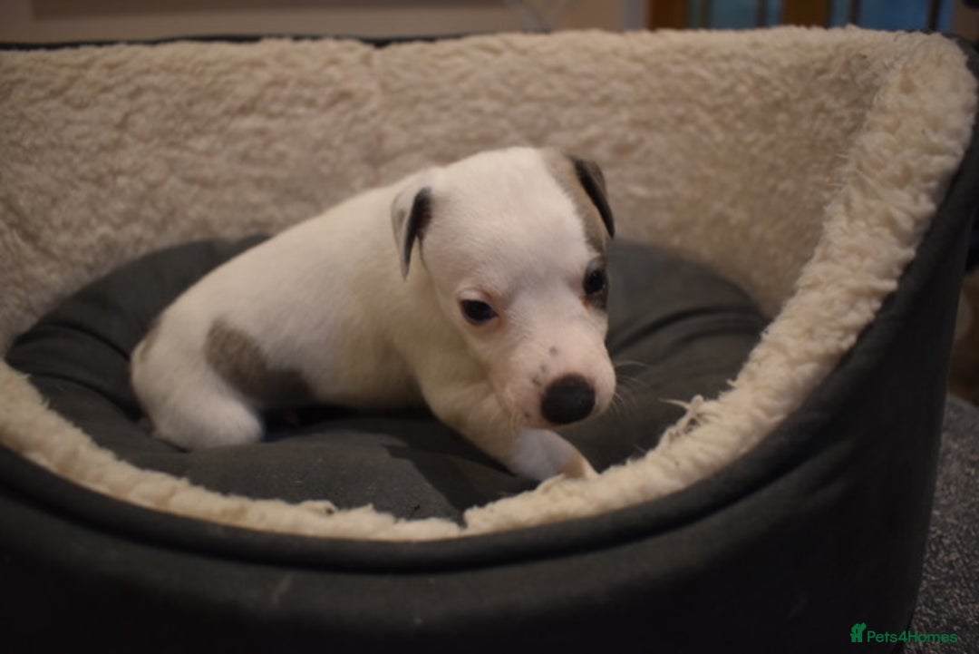 Whippet dogs for sale: Beautiful Pedigree Whippet Puppies - Advert 16