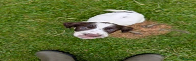 English Springer Spaniel 2