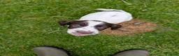 English Springer Spaniel dogs for sale: Springer Spaniel puppies  🐾 in Arisaig - Advert 4