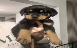 Rottweiler dogs for sale: Chunky Rottweiler Puppies - Image 5