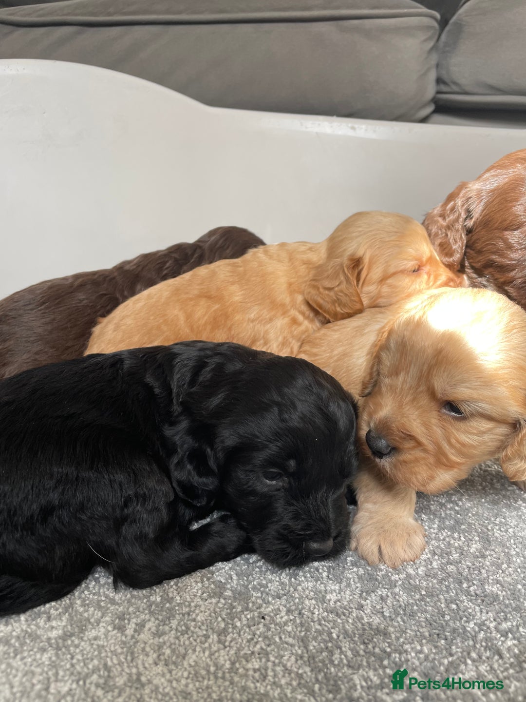 Cockapoo dogs for sale: F1 cockapoo p,r.a clear test - Image 32