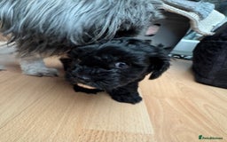 Mixed Breed dogs for sale: Shihpoo puppies  - Advert 13