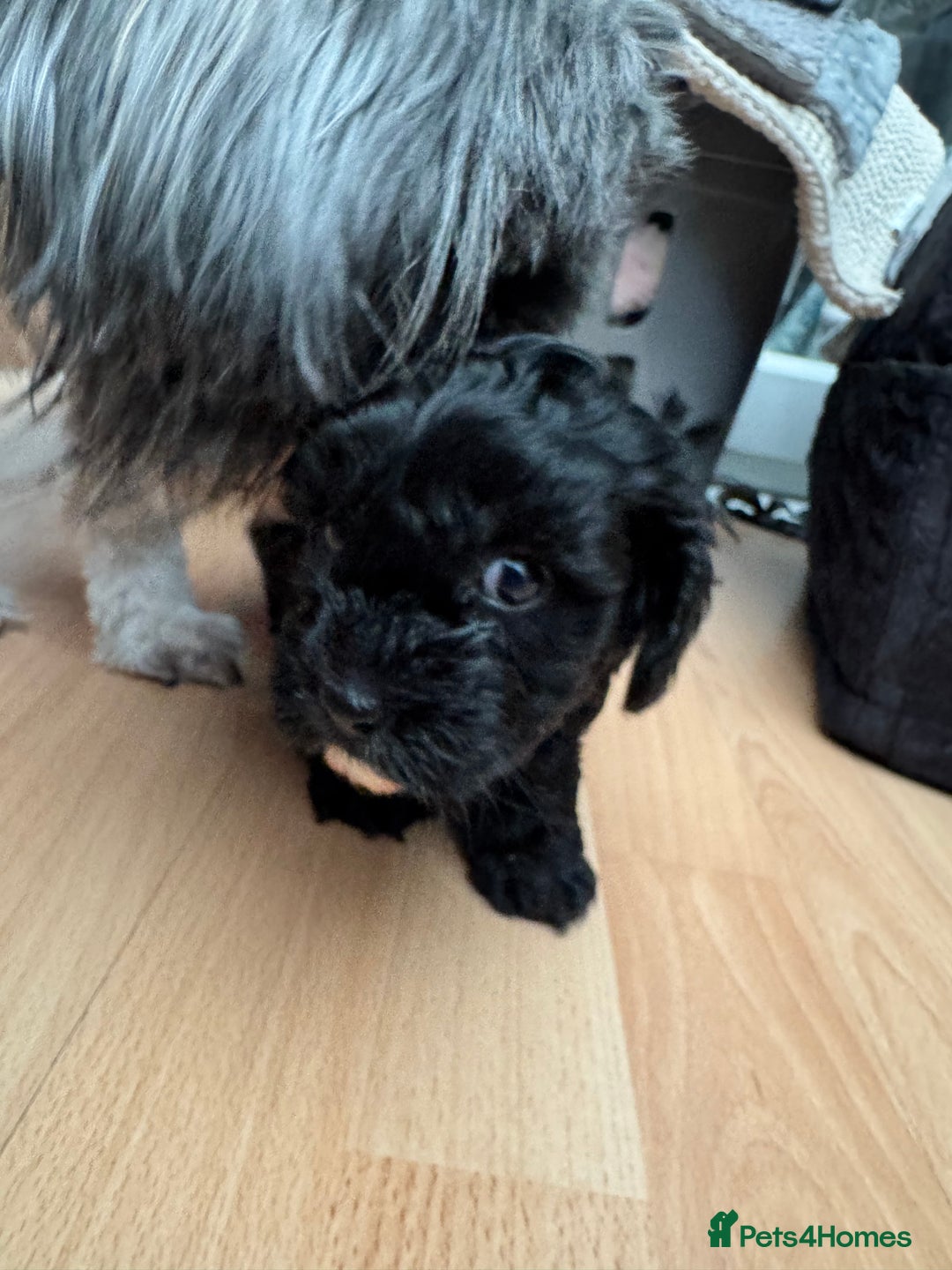 Mixed Breed dogs for sale: Shihpoo puppies  - Advert 13