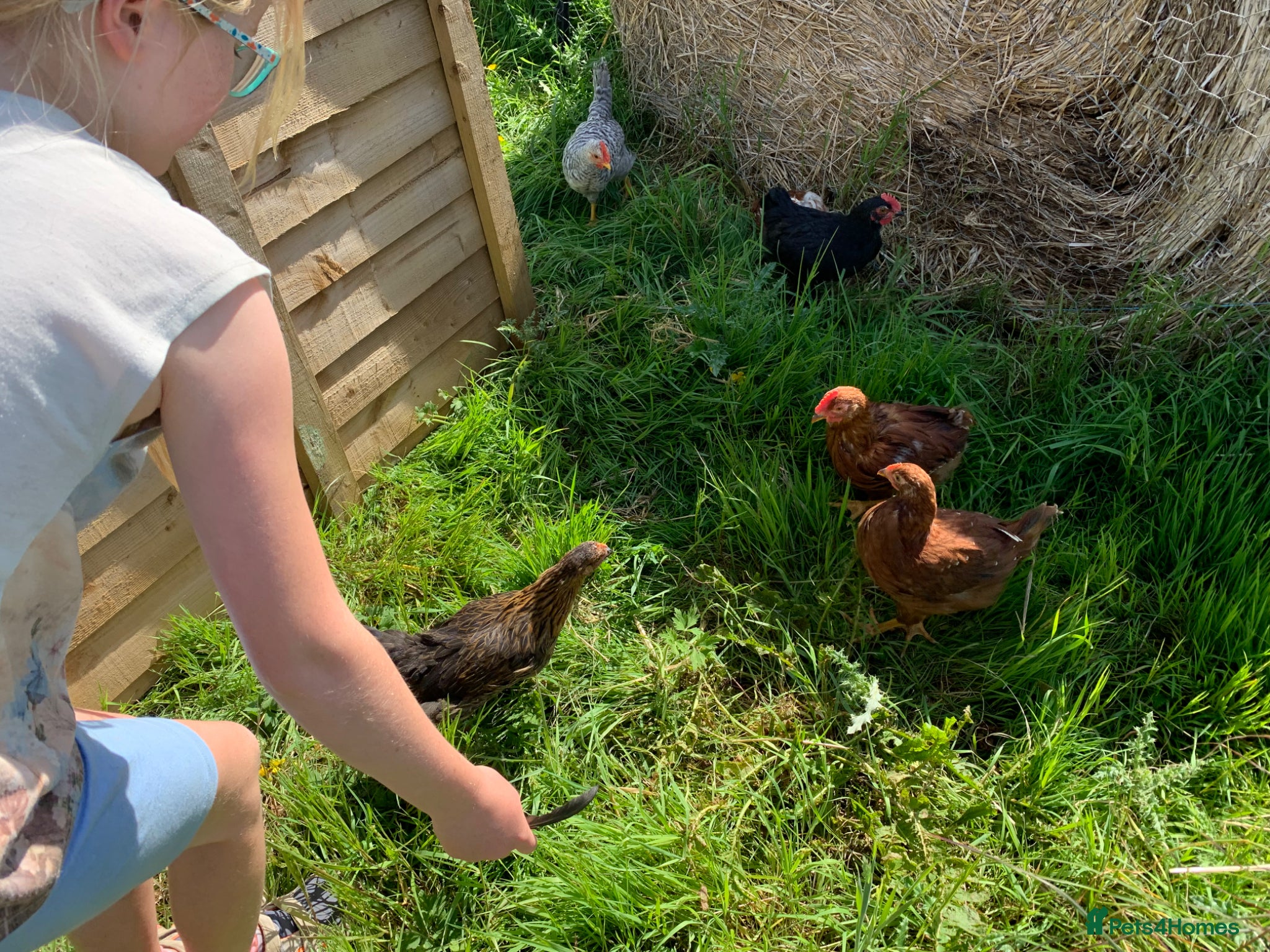 Chickens poultry Mixed breed cockerels for sale  - Advert 15