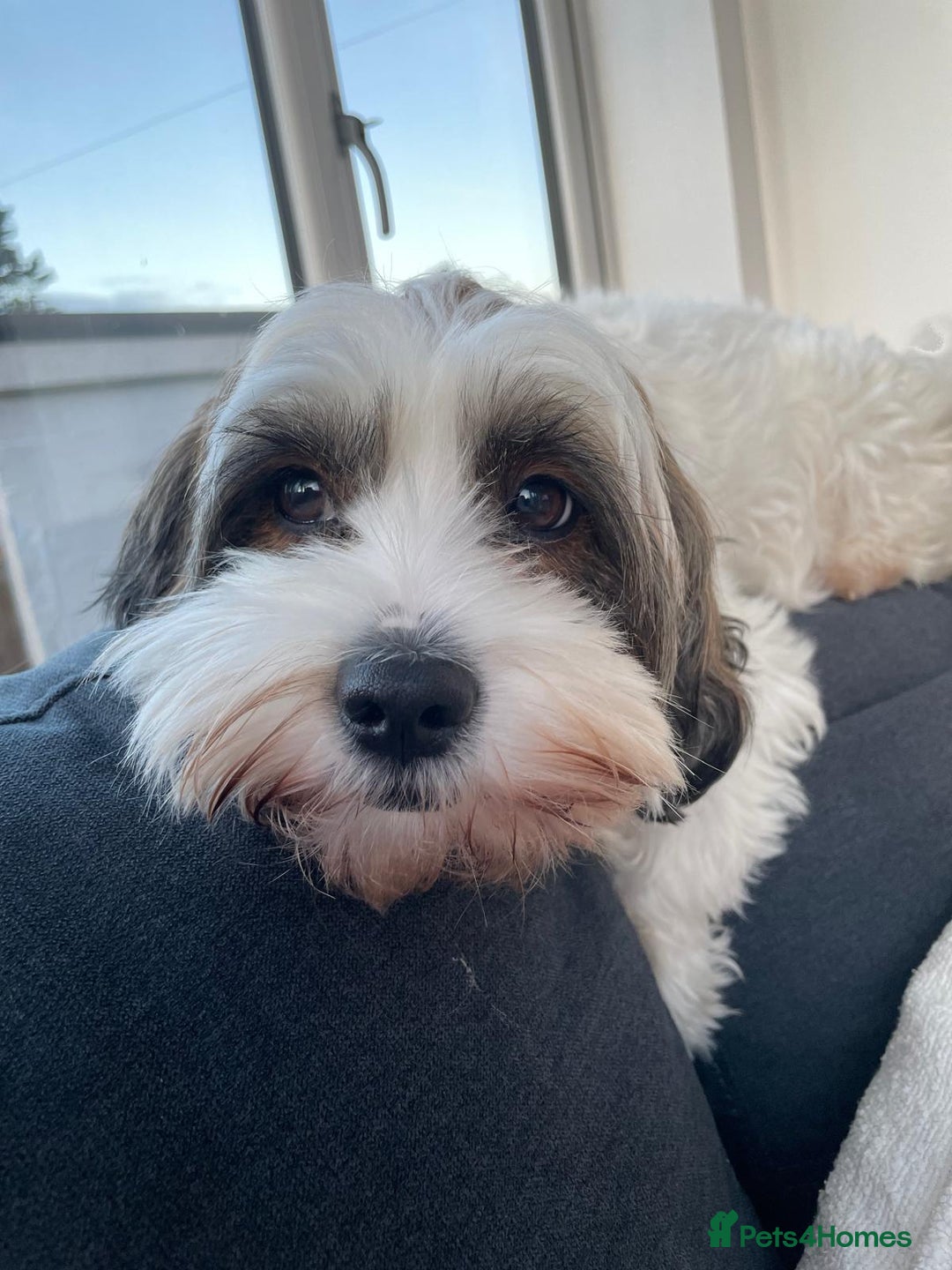 Mixed Breed dogs for sale: Shihpoo x Cockapoo Puppies 🐶  - Advert 1