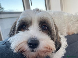 Mixed Breed dogs Shihpoo x Cockapoo Puppies 🐶 - Advert 1