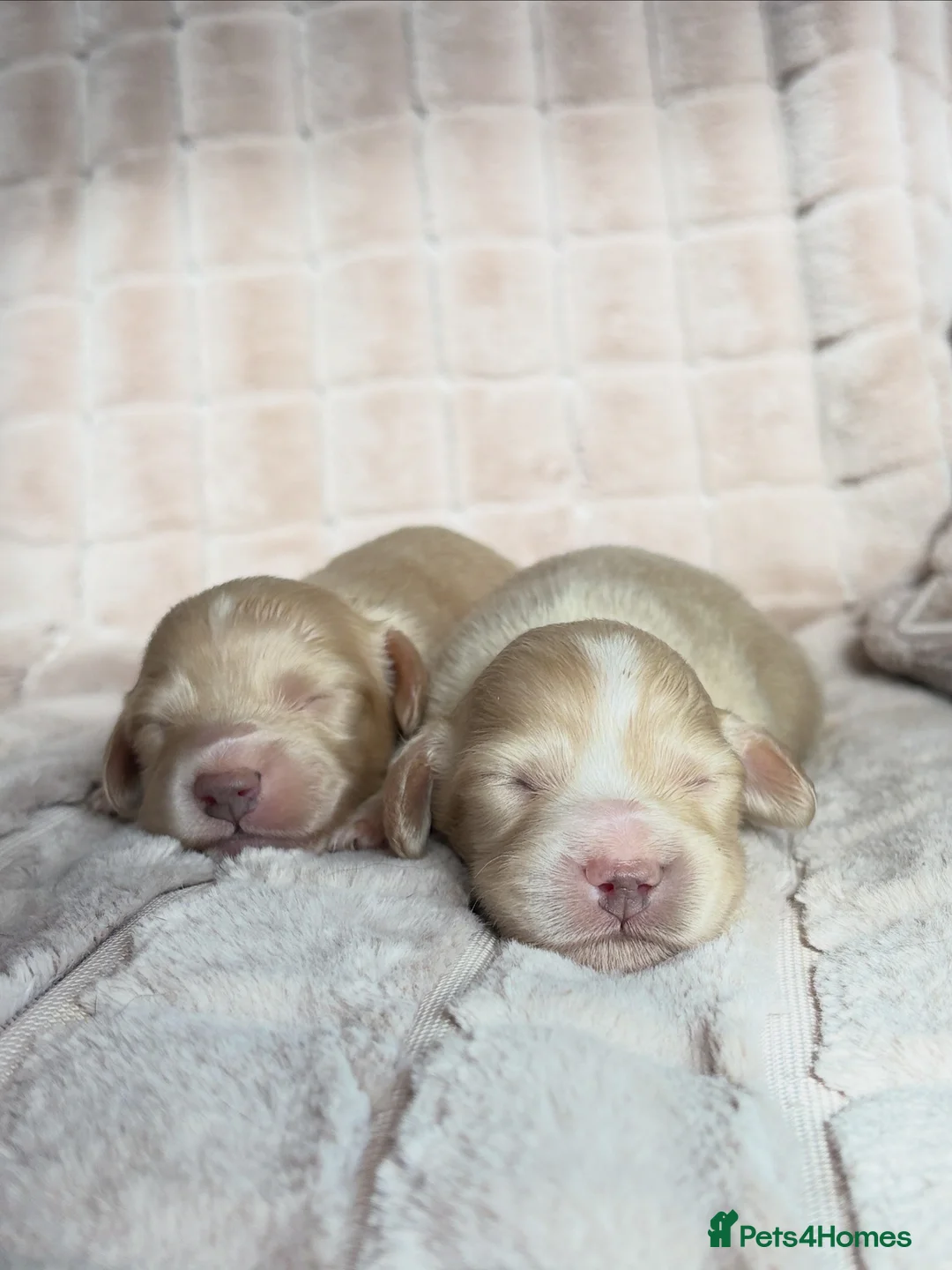 Miniature Dachshund dogs for sale: KC CREAM LONG HAIRED MINIATURE DACHSHUNDS🤍 - Advert 4