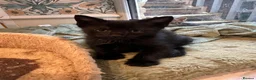 Mixed Breed cats for sale: READY FOR OUR NEW FAMILY  - Advert 4