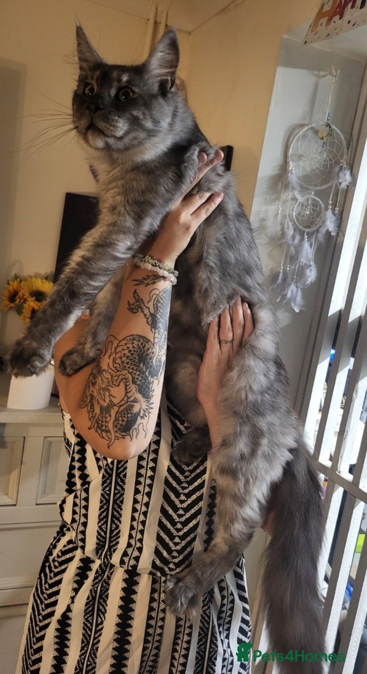 Maine Coon cats Reduced! 2 MaineCoons LEFT! - Advert 10