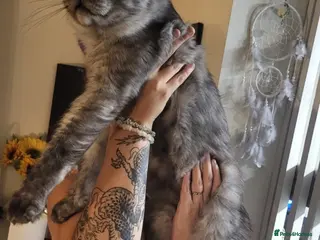 Maine Coon cats Reduced! 2 MaineCoons LEFT! - Advert 10