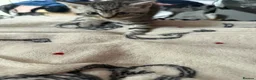 Egyptian Mau cats for sale: beautiful egyptian Mau kittens  in Chelmsford - Advert 10