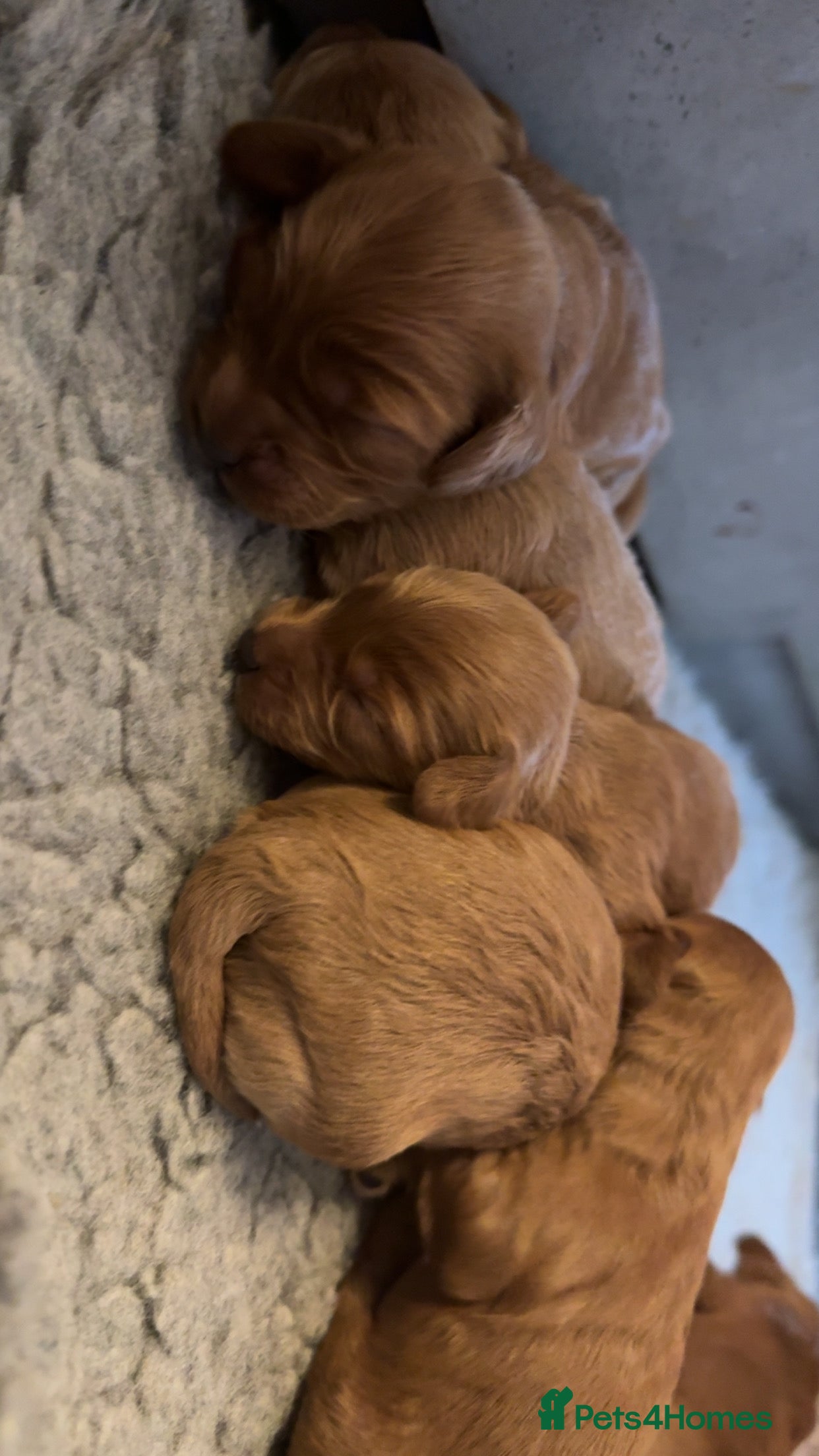 Cockapoo dogs Cockapoo F1 - Advert 2