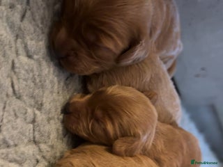 Cockapoo dogs Cockapoo F1 - Advert 2