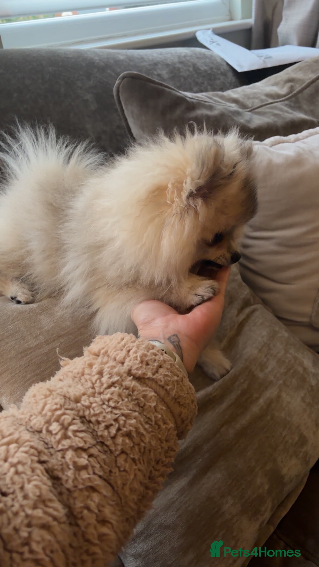 Pomeranian dogs Top quality ✨ Pomeranian puppy - Advert 4