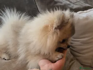 Pomeranian dogs Top quality ✨ Pomeranian puppy - Advert 4