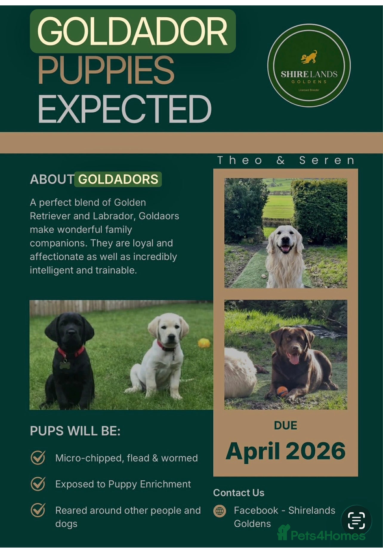 Goldador dogs Stunning Goldador Puppies  - Advert 12