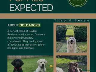 Goldador dogs Stunning Goldador Puppies - Advert 12