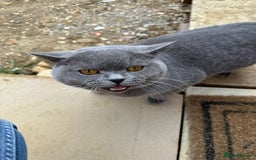 British Shorthair cats for stud: CHUNKY, GORGEOUS BSH STUD  - Image 4