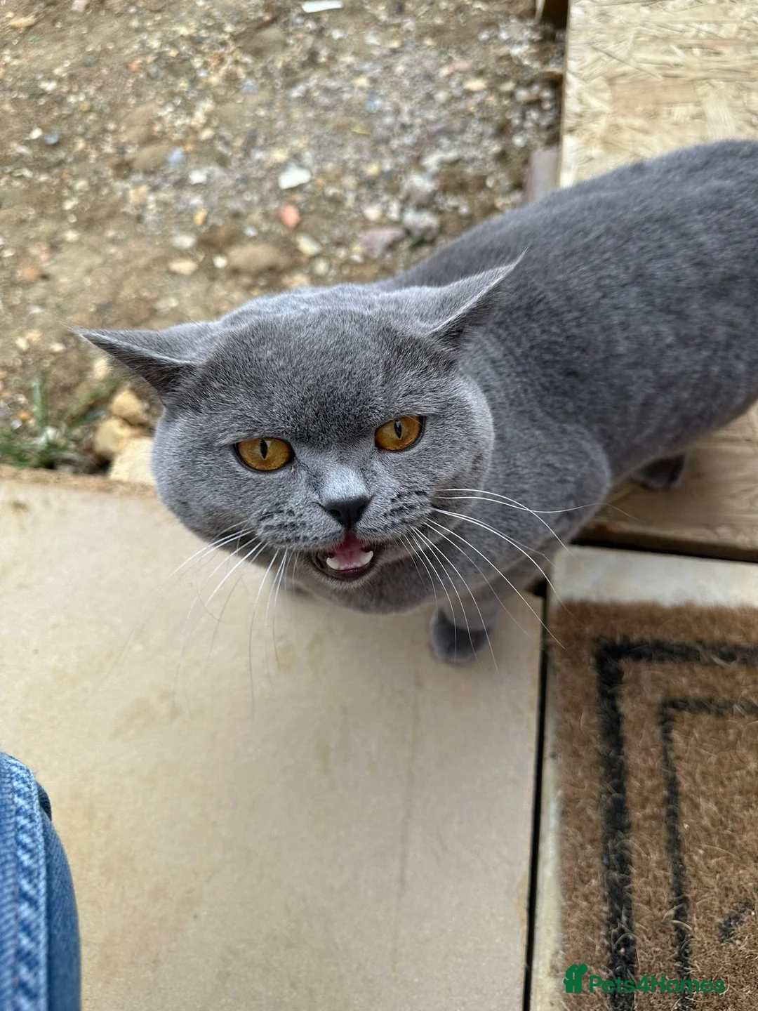 British Shorthair cats for stud: CHUNKY, GORGEOUS BSH STUD  - Advert 6