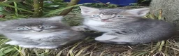 Mixed Breed cats for sale: Fluff and Tumble - Advert 7