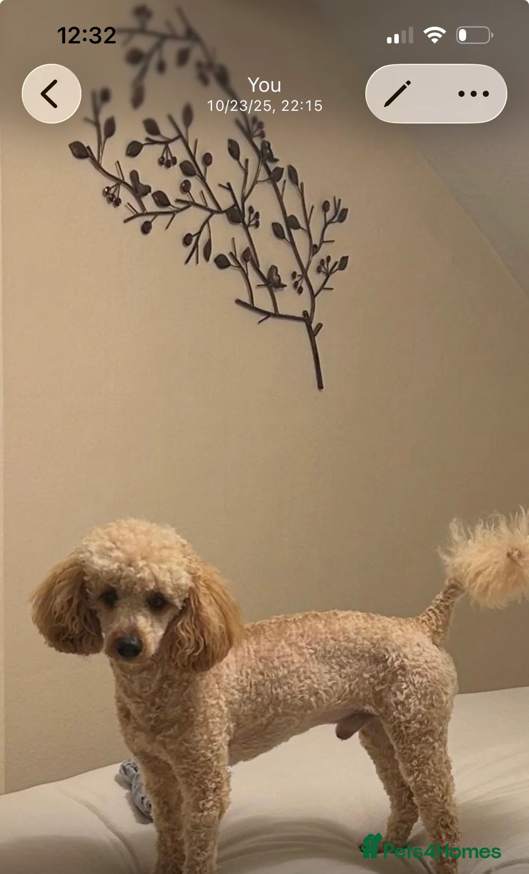 Miniature Poodle dogs for stud: For Stud  in Liverpool - Advert 2
