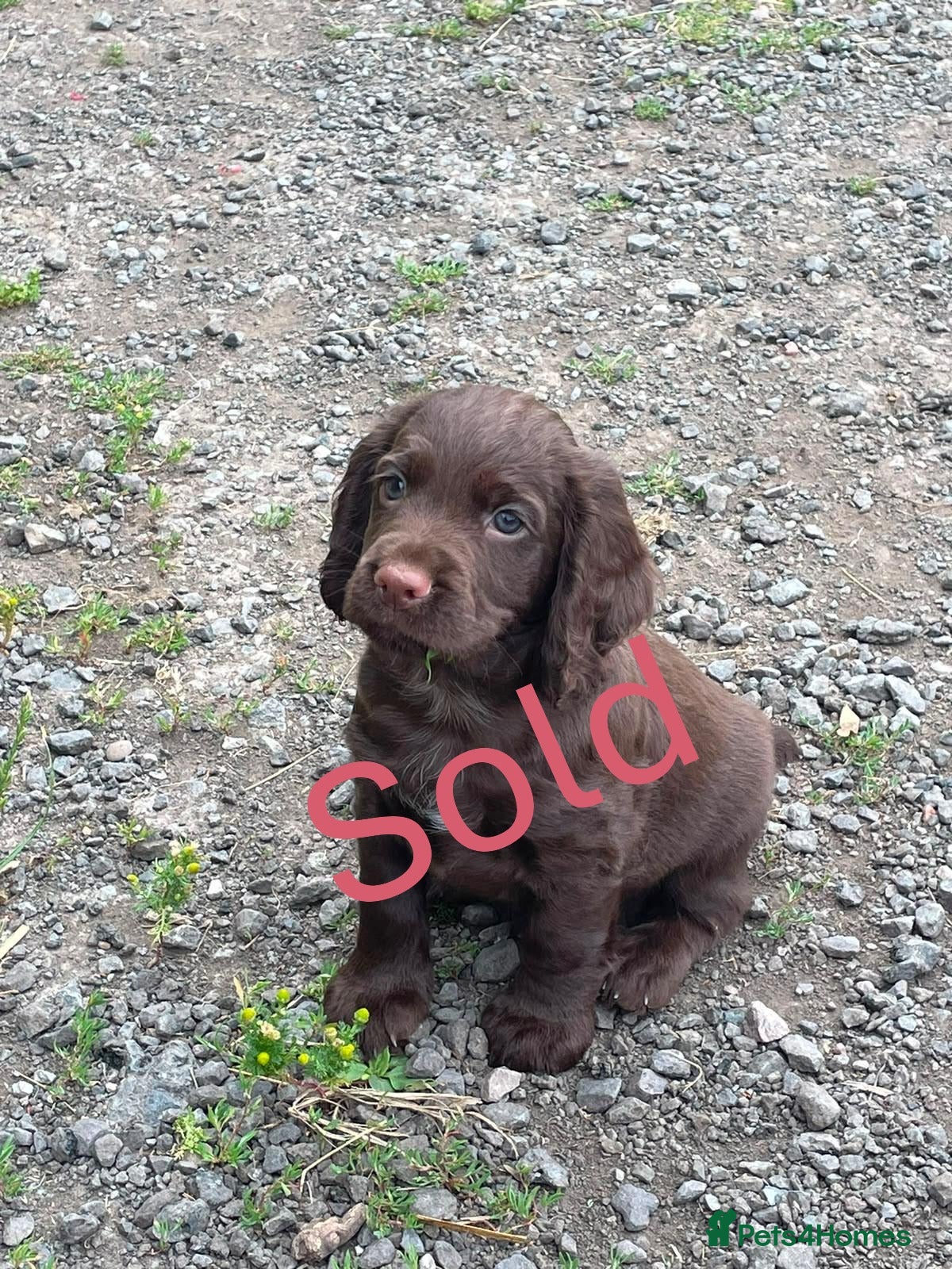 Cocker Spaniel dogs Elite FTCH Penwills Charlie of Winhocklin Puppies - Advert 2