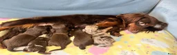 Miniature Dachshund dogs for sale: Mini long haired KC PRA clear health tested baby  in Maidstone - Advert 1