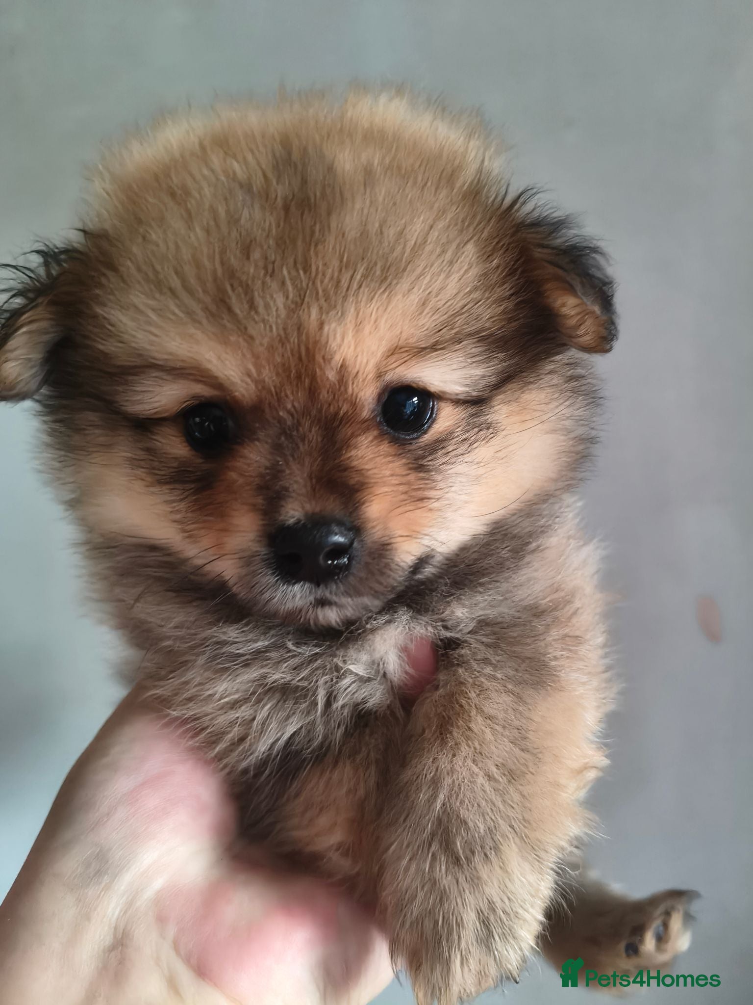 Pomeranian dogs Teddy Bear Pomeranians Eye Catching 🧸🧸🧸 - Advert 1