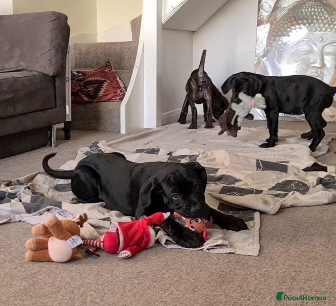 Cane Corso dogs for sale: READY TO LEAVE! BIG, CHUNKY Cane Corso puppies! - Advert 5