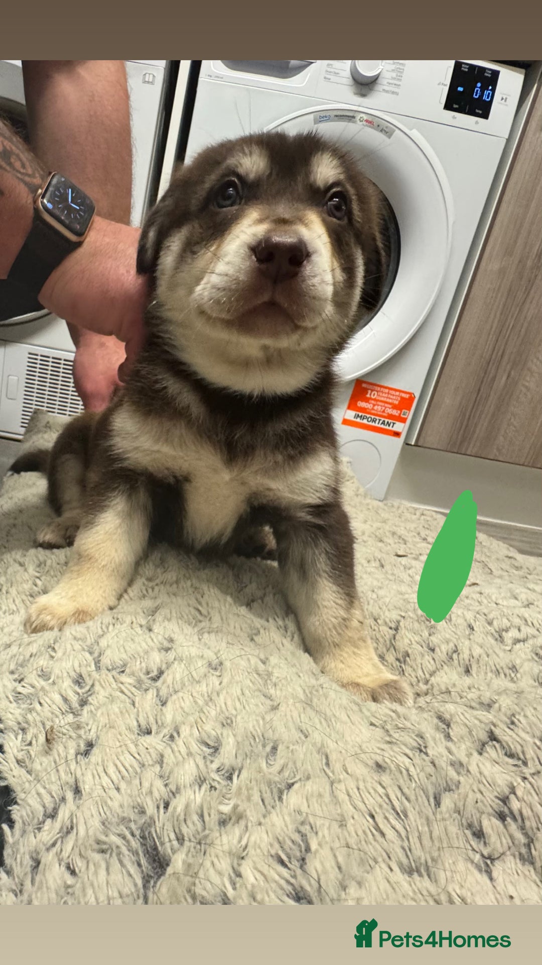 Mixed Breed dogs for sale: Beautiful huskadors - Advert 3