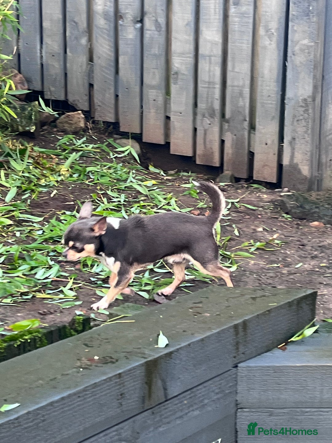 Chihuahua dogs for stud: Blue KC registered male for stud  - Advert 2