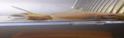Corys fish for sale: Longfin Albino Corydoras  - Advert 5