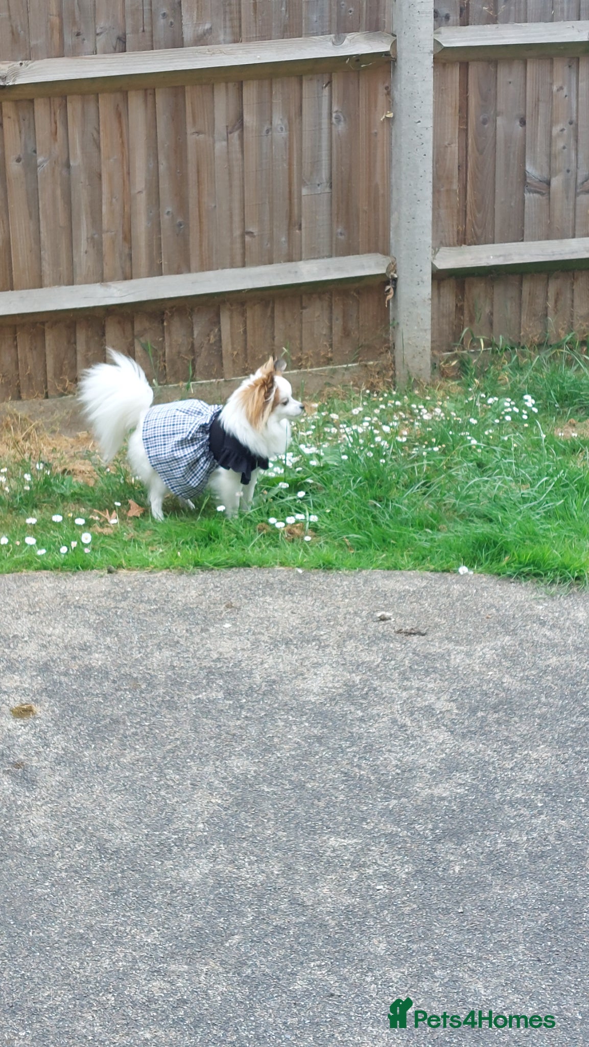 Mixed Breed dogs for sale: Dog for sale  in Gillingham - Advert 14