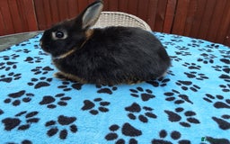 Netherland Dwarf rabbits for sale: 2 male bucks ready for forever homes - Image 15
