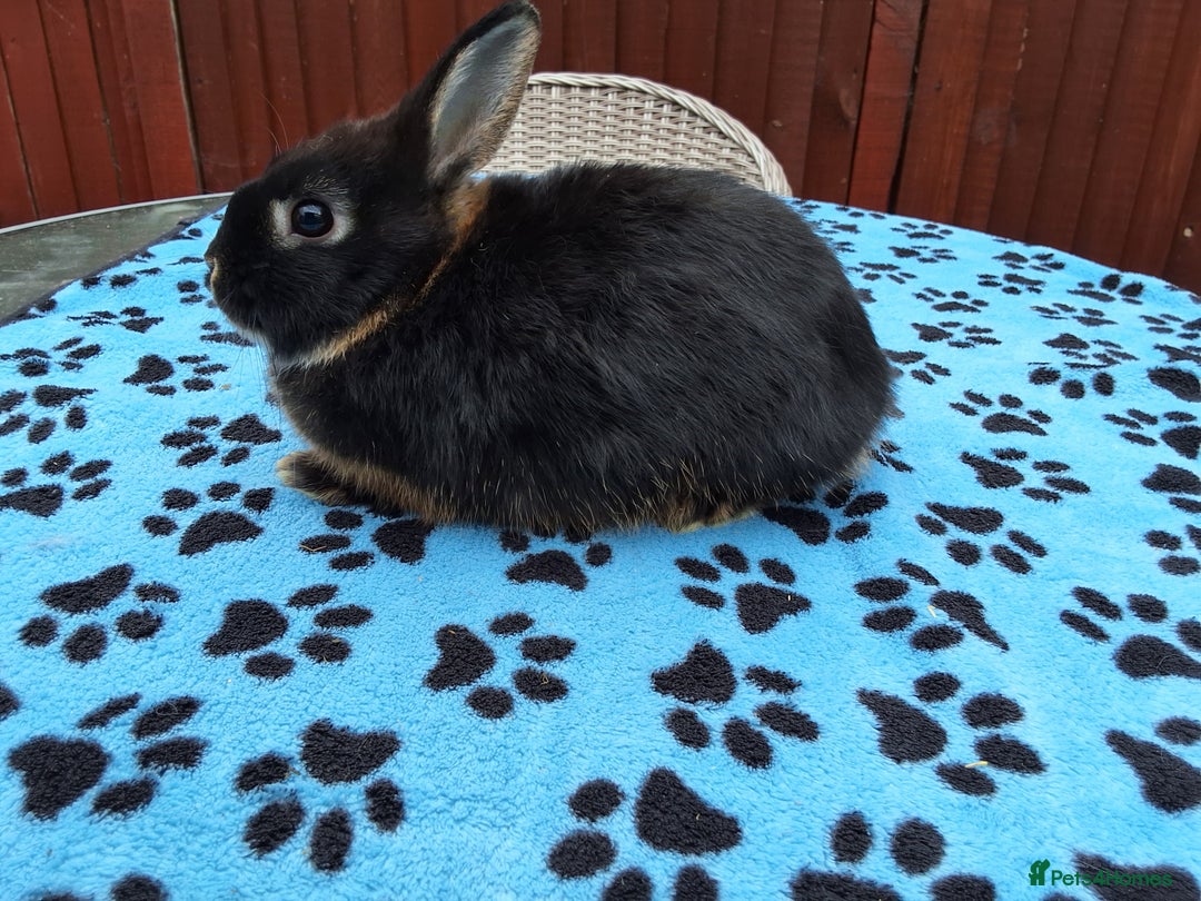 Netherland Dwarf rabbits for sale: 2 male bucks ready for forever homes - Image 15
