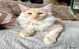 Norwegian Forest Cat cats for sale: Full FIFe pedigree Norwegian Forest Kittens  in Normanton - Image 20