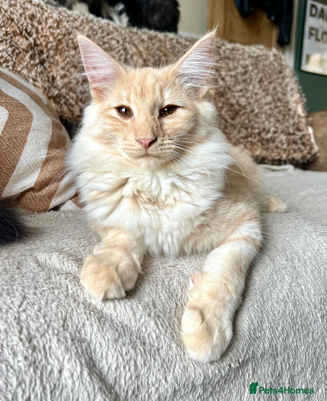 Norwegian Forest Cat cats for sale: Full FIFe pedigree Norwegian Forest Kittens  in Normanton - Image 20