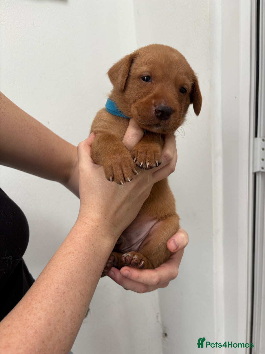 Labrador Retriever dogs for sale: KC Reg Fox red labrador litter of 6 dogs 4 bitches - Advert 23