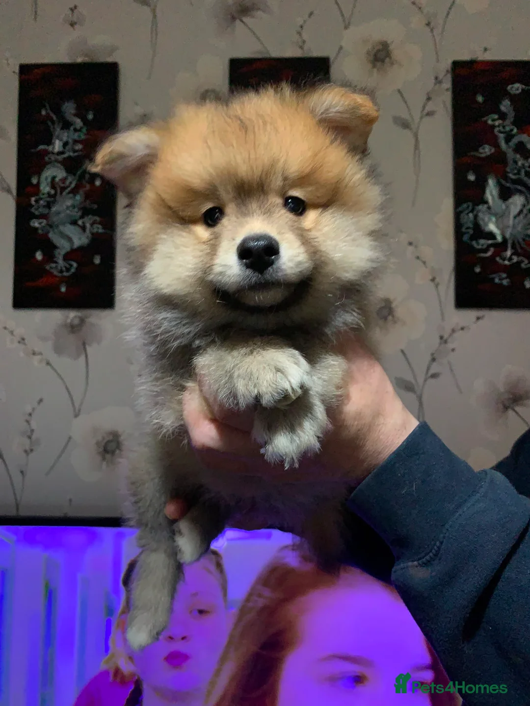 German Spitz dogs for sale: Mr Paul McFadden  in Stoke-on-Trent - Advert 11