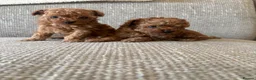 Cavapoo dogs for sale: Reduced & Ready! Tiny toy boy Cavapoos - Advert 14