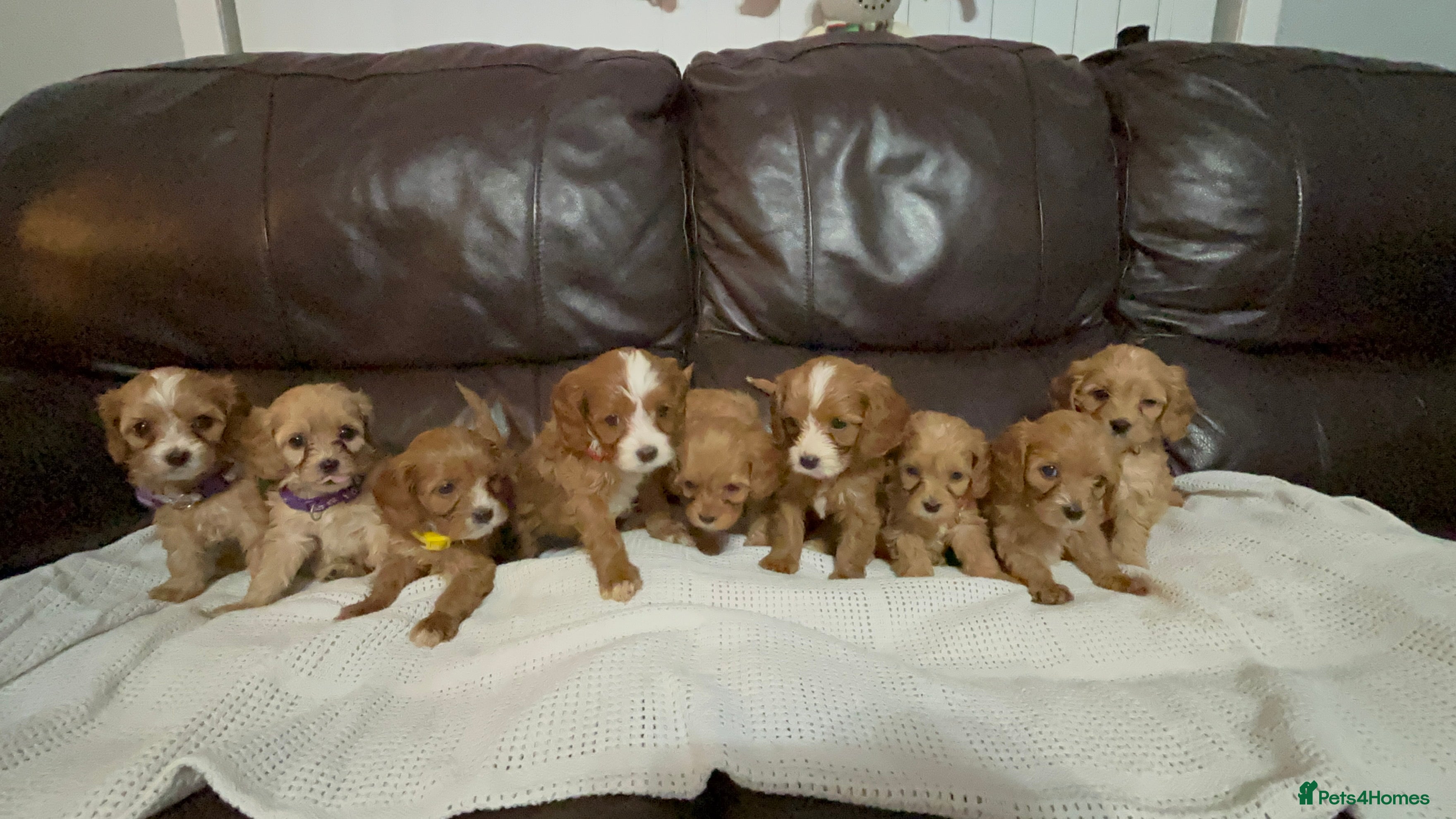 Cavapoo dogs Gorgeous F1 Cavapoo puppies. Health tested parents - Advert 17