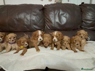 Cavapoo dogs Gorgeous F1 Cavapoo puppies. Health tested parents - Advert 18