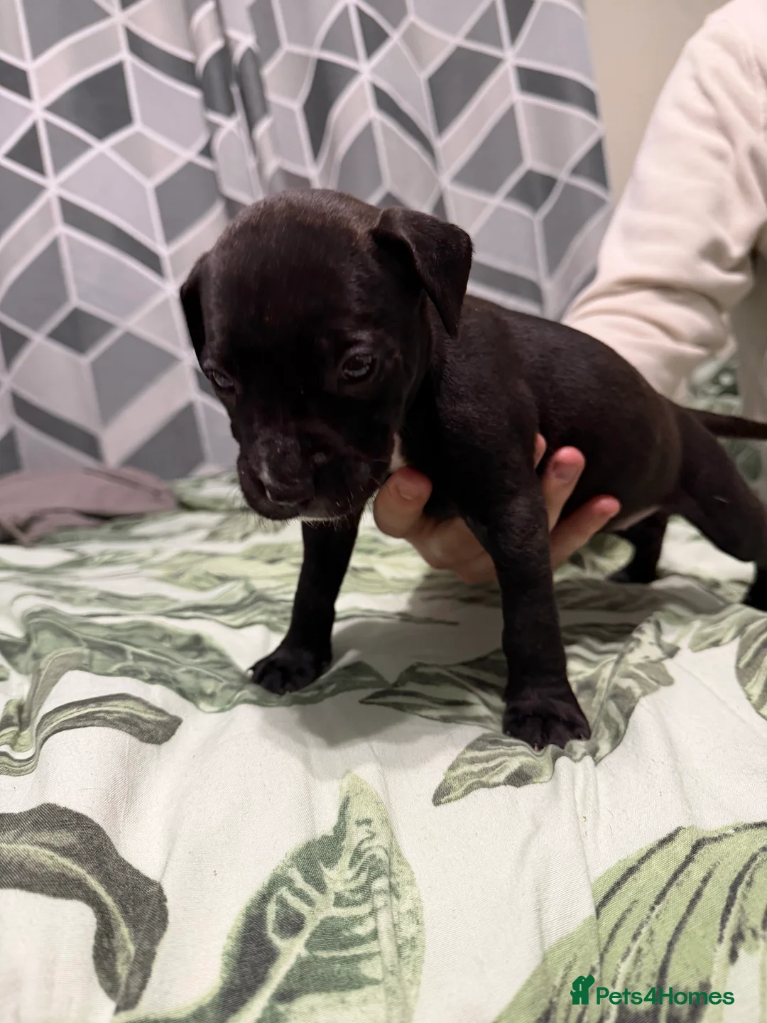 Mixed Breed dogs for sale: Puppies In Need Of New Home in Stoke-on-Trent - Advert 8