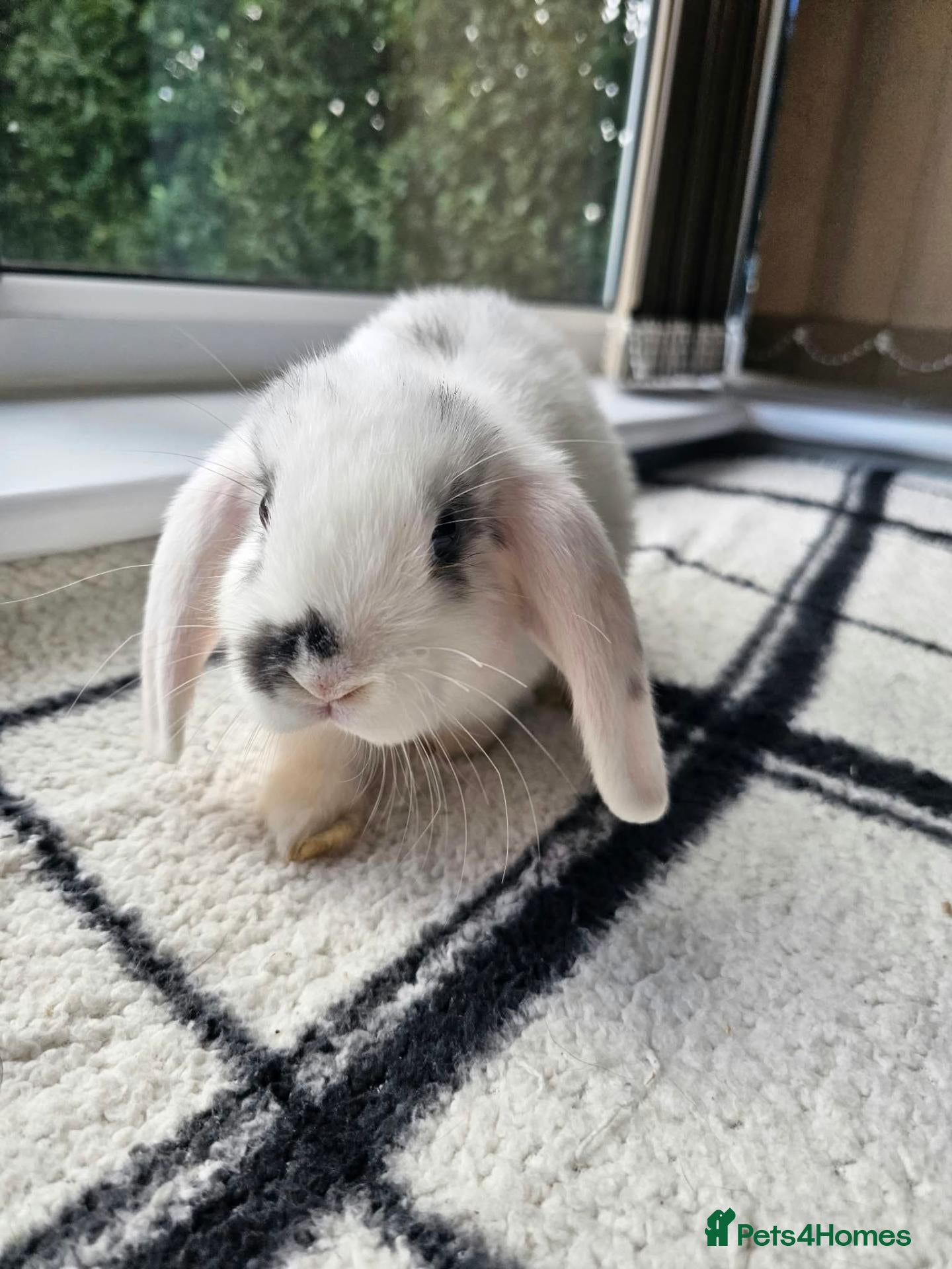 Mini Lop rabbits Beautiful mini lops for sale 💙🩷 - Advert 15