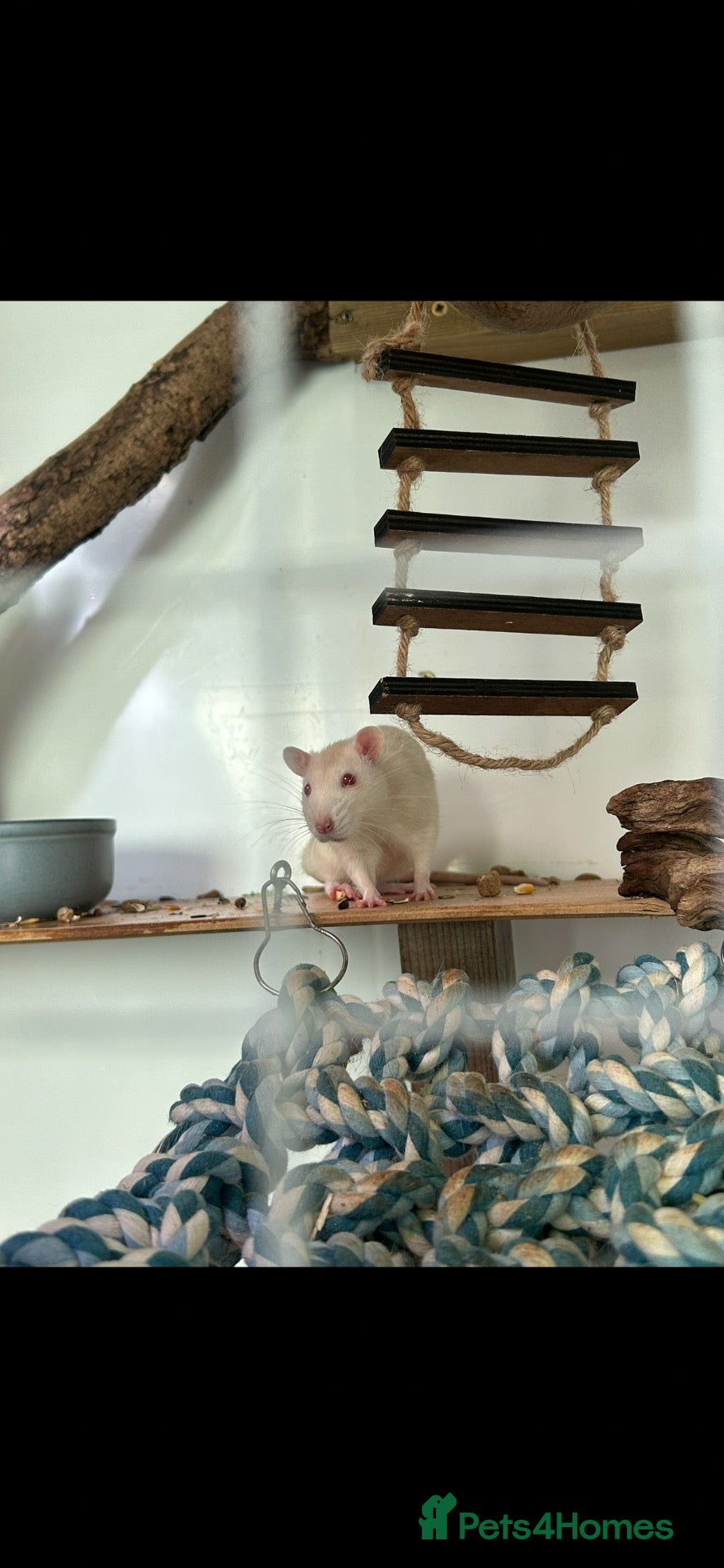 Rat rodents 4 boy rats!  - Advert 8
