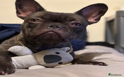 French Bulldog dogs for sale: 2 year old frenchie girl  - Image 1