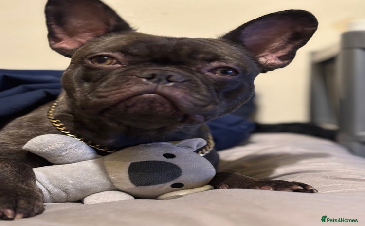 French Bulldog dogs - Advert 8