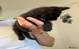 British Shorthair cats for sale: Short haired kittens  - Image 5
