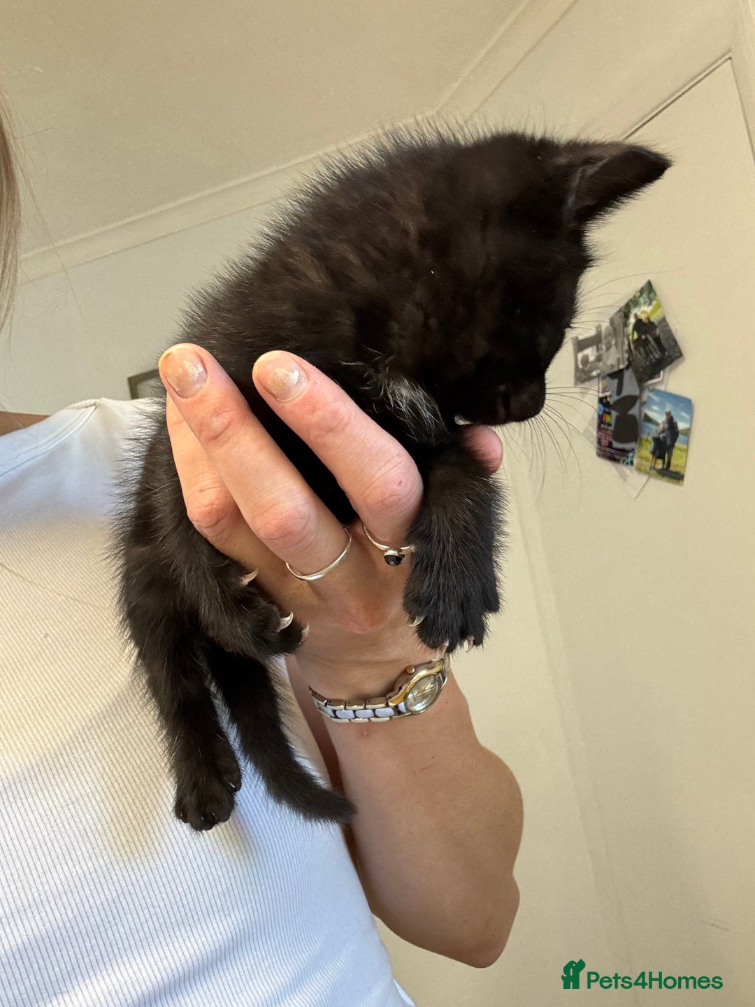 British Shorthair cats for sale: Short haired kittens  - Image 5