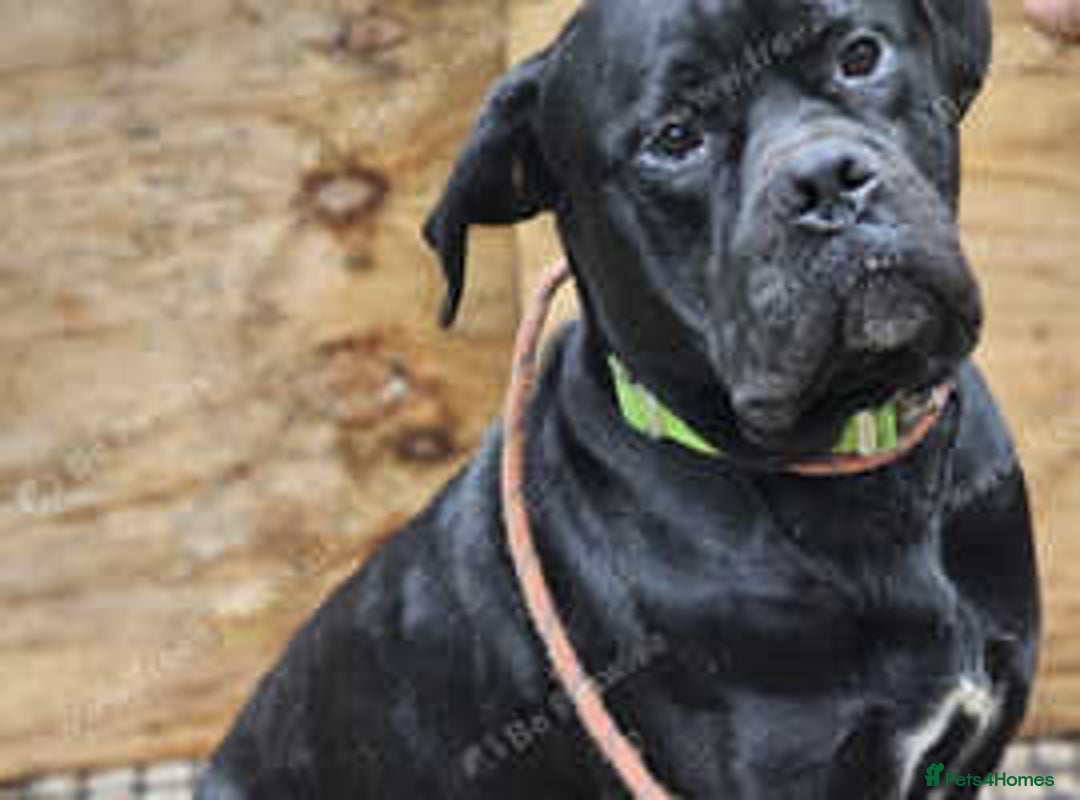 Mixed Breed dogs for sale: 2 x Dogue de Bordeaux x cane corso  - Advert 5